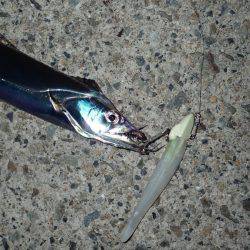 ZZ-STAP&ワインド&FLAP釣法でタチウオゲット!